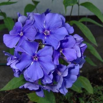 Флокс Phlox paniculata ‘Blue Boy’